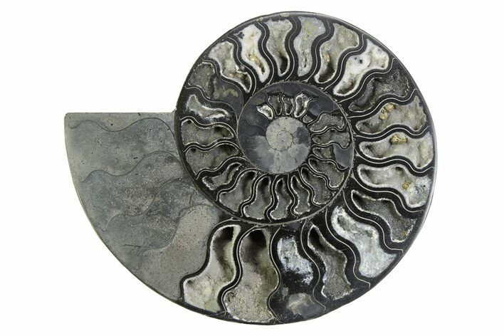 Black, Cut & Polished Ammonite Fossil (Half) With Pyrite Crystals #339144